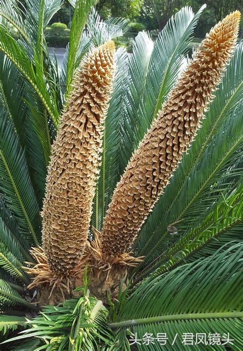 鐵樹開花結果|鐵樹開花什麼意思？